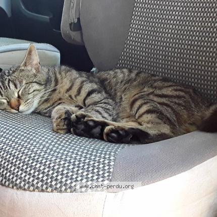 Photo 1/1 L&eacute;o Chat lost in La grande motte