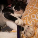 Picture of cat lost at Beynost