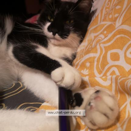 Photo 1/1 Raymond Chat lost in Beynost