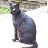 Picture of cat lost at Pechaudier