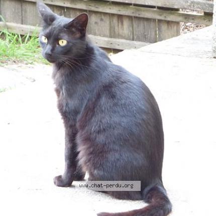 Photo 1/1 S&eacute;thi Chat lost in Pechaudier