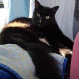 Picture of cat lost at Beziers