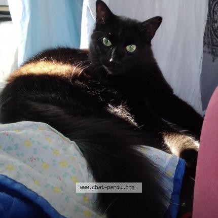 Photo 1/1 Indiana Chat lost in Beziers