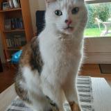 Picture of cat lost at Gif Sur Yvette