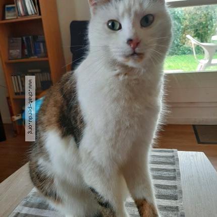 Photo 1/1 Hermès Chat lost in Gif sur yvette