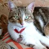 Picture of cat lost at Saint Christol