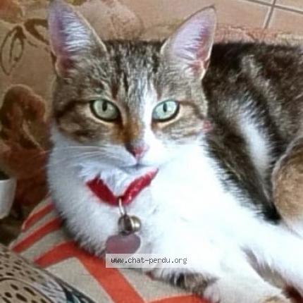 Photo 1/1 Héra Chat lost in Saint christol