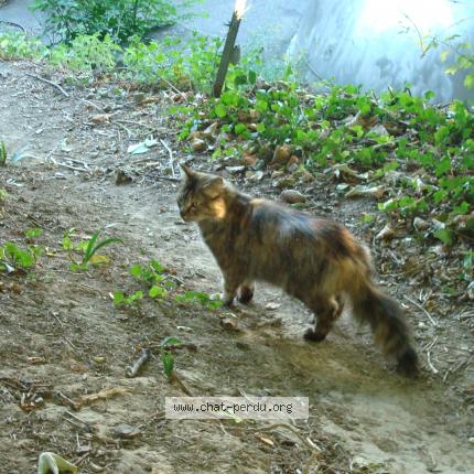 Photo 1/1 Mélodie Chat lost in Herouville saint clair