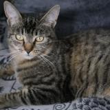 Picture of cat lost at La Celle St Cloud