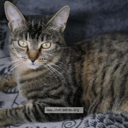 Photo 1/1 BILLIE Chat lost in La celle st cloud