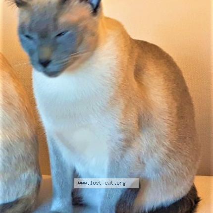 Photo 1/1 Oswin Chat lost in Ajax