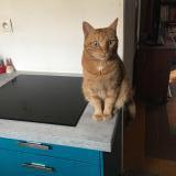 Picture of cat lost at Draguignan