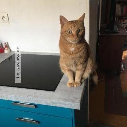 Photo 1/1 Rouquin Chat lost in Draguignan