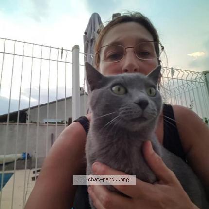 Photo 1/1 Frimousse Chat lost in Fos sur mer