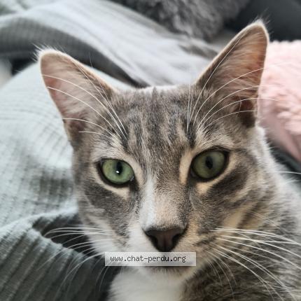 Photo 1/1 Ryuk Chat lost in Salouel