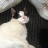 Picture of cat lost at Combourg