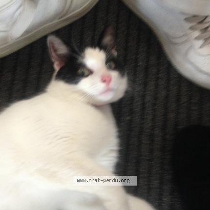 Photo 1/1 Charlie Chat lost in Combourg