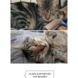 Picture of cat lost at Bretigny Sur Orge