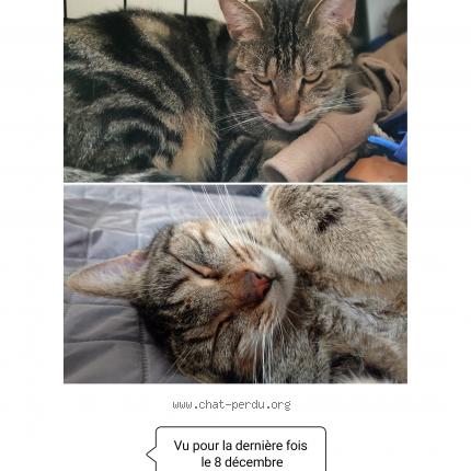 Photo 1/1 Chatou Chat lost in Bretigny sur orge