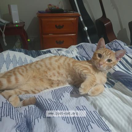 5802 Ralph Manuel Lost Cat In Upper Caboolture Qld Lost Cat Australia 5802 Ralph Manuel Lost Cat In Upper Caboolture Qld Lost Cat Australia