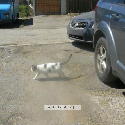 Photo 1/1 Possum Cat lost in Toronto