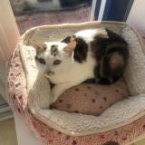 Picture of cat lost at Poissy