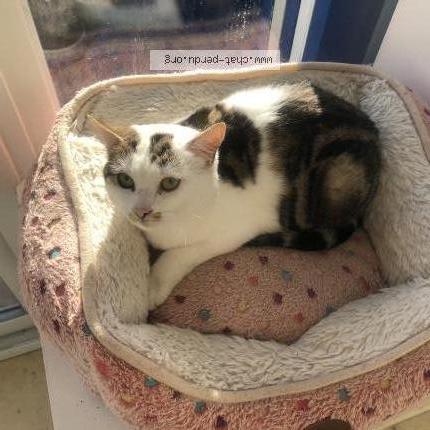 Photo 1/1 Ruby Chat lost in Poissy