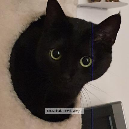 Photo 1/1 Arri Chat lost in Toulouse