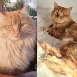 Picture of cat lost at Chavornay