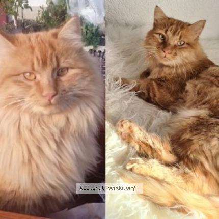 Photo 1/1 Filou Chat lost in Chavornay