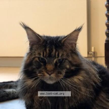 Photo 1/1 Guinness Chat lost in Esher