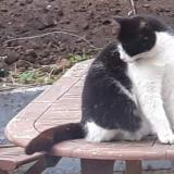 Picture of cat lost at Sars La Bruyere