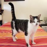 Picture of cat lost at Paris