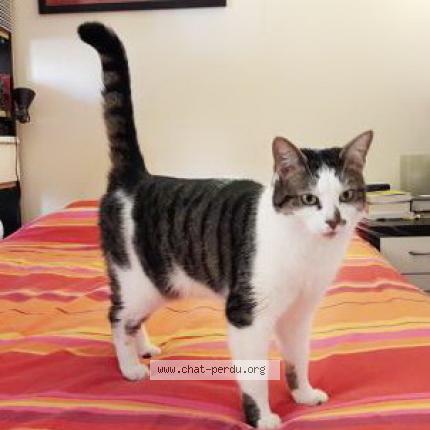 Photo 1/1 LOVELY Chat lost in Paris