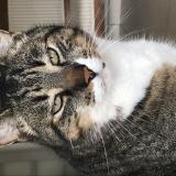 Picture of cat lost at Val Du Mignon