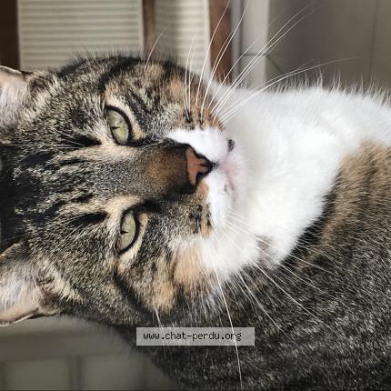 Photo 1/1 Figaro Chat lost in Val du mignon