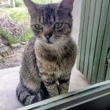 Picture of cat lost at Azillanet
