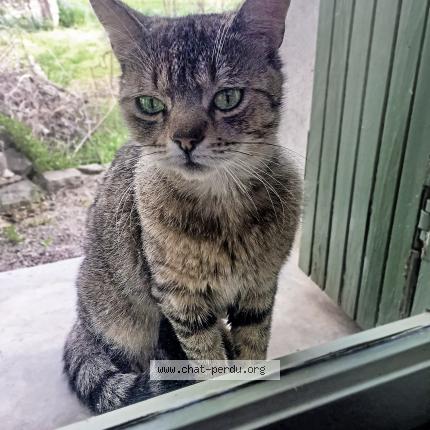 Photo 1/1 Poupie Chat lost in Azillanet