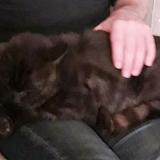 Picture of cat lost at Brest