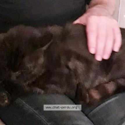 Photo 1/1 Cerceau Chat lost in Brest