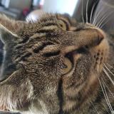 Picture of cat lost at Bellignat