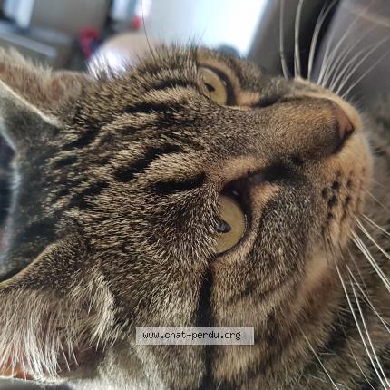 Photo 1/1 Mimi Chat lost in Bellignat