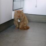 Picture of cat lost at Lancon De Provence