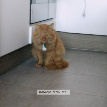 Photo 1/1 Chouky Chat lost in Lancon de provence