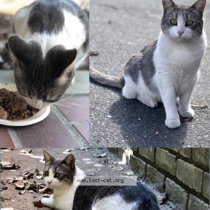 Photo 1/1 Nana or Baby Chat lost in Alhambra