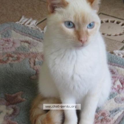 Photo 1/1 Nor Chat lost in Carquefou