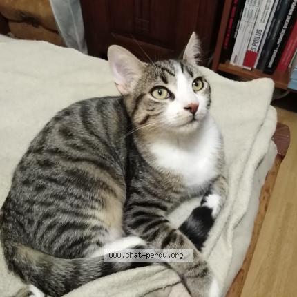 Photo 1/1 PATAPOUF Chat lost in Les clayes sous bois