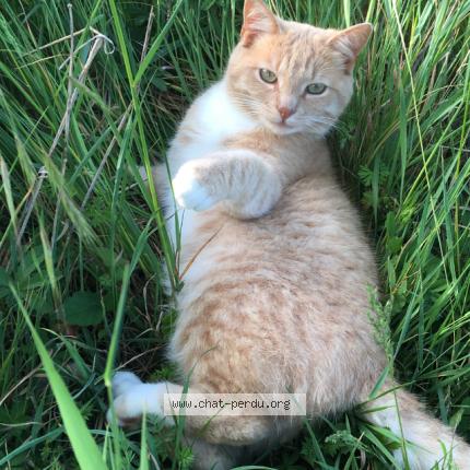 Photo 1/1 Bélisaire Chat lost in Michery