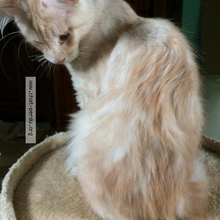 Photo 1/1 sylvie almosni Chat lost in Hautot saint sulpice