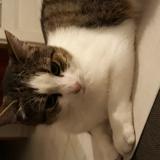 Picture of cat lost at Aubigny Au Bac